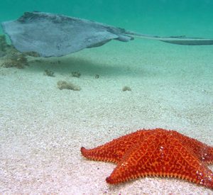 Stingray starfish